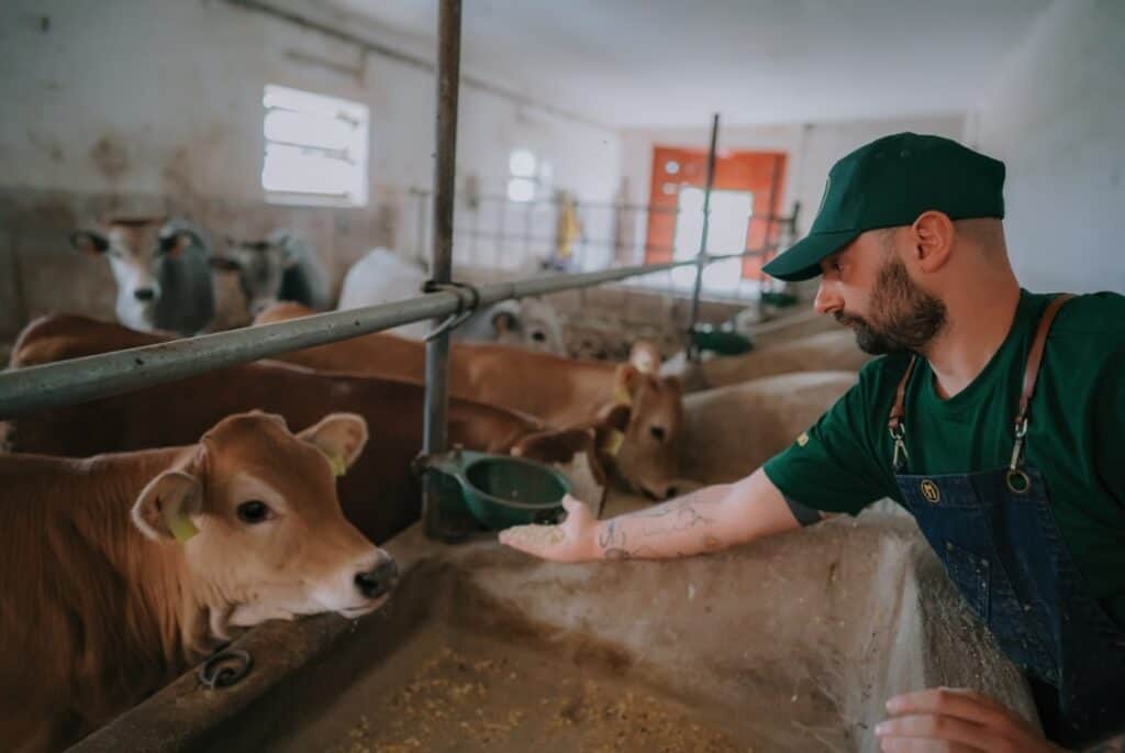 allevatori al lavoro